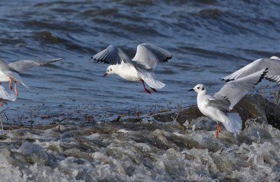 Black-headed Gull