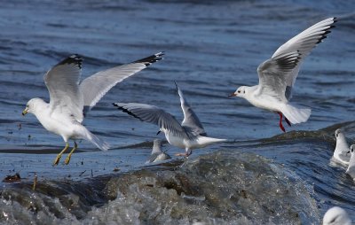 Black-headed Gull