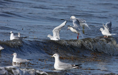 2 Black-headed Gulls