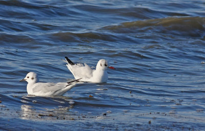 Bonaparte's Gull and Black-headed Gull