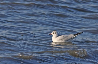Adult Black-headed Gull