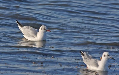 Adult Black-headed Gull and Bonaparte's Gull