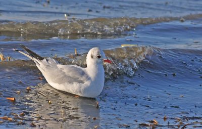 Adult Black-headed Gull