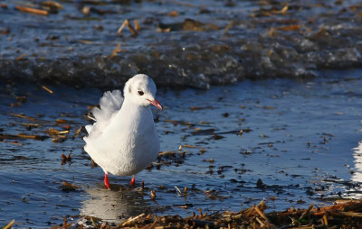 Adult Black-headed Gull