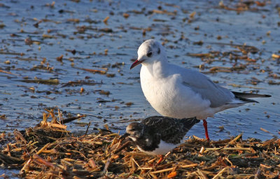 Adult Black-headed Gull