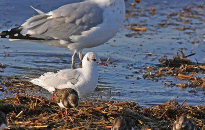 Adult Black-headed Gull