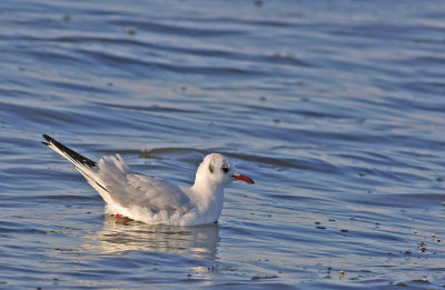 Adult Black-headed Gull