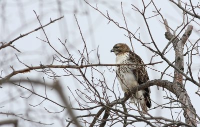 Red-tailed Hawk