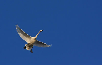 Tundra Swan