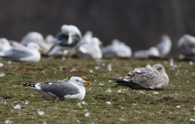 Lesser Black-backed Gull and friends.