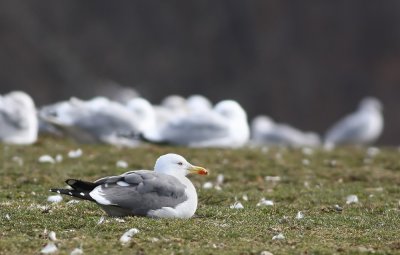 Lesser Black-backed Gull and friends.