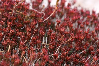 Broom Crowberry- Corema conradii