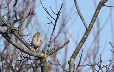 Savannah Sparrow