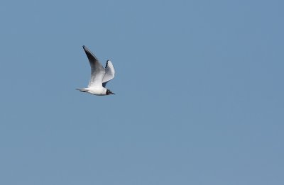 Black-headed Gull
