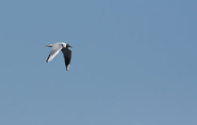 Black-headed Gull