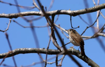 Hermit Thrush