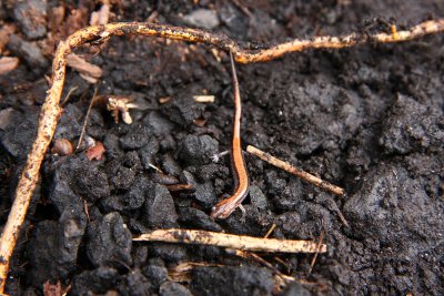 Red-backed Salamander