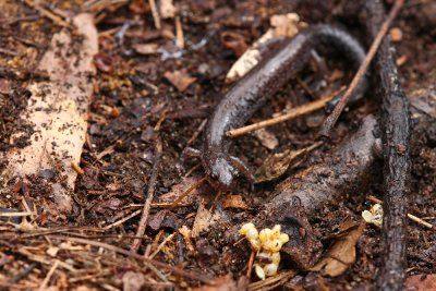 Red-backed Salamander