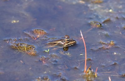 Southern Leopard Frog