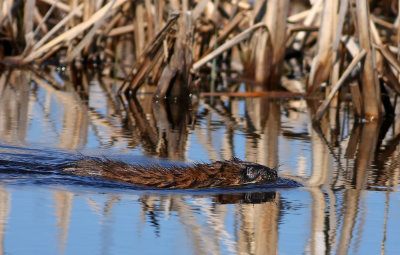 Muskrat