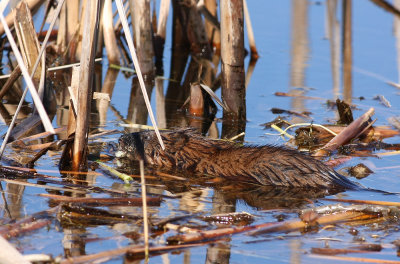 Muskrat