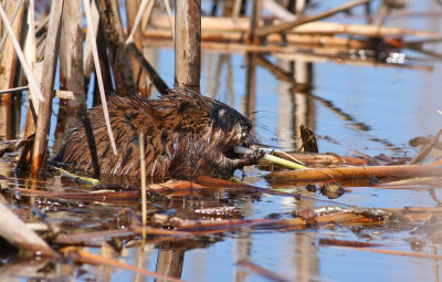 Muskrat