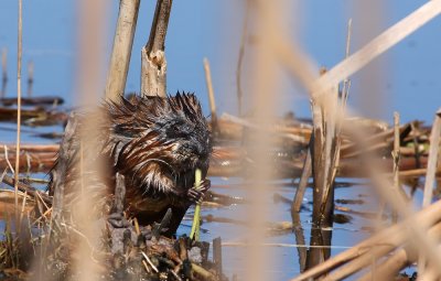 Muskrat