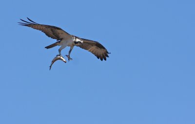 Osprey with fish