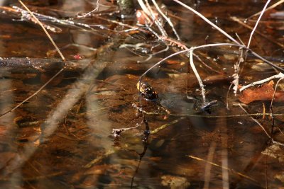 Spotted Turtle