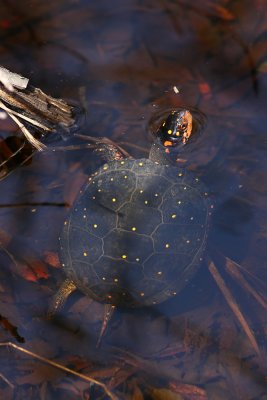 Spotted Turtle