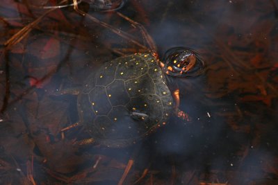 Spotted Turtle