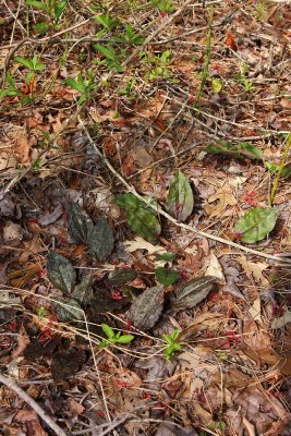 Cranefly Orchid-Tipularia discolor