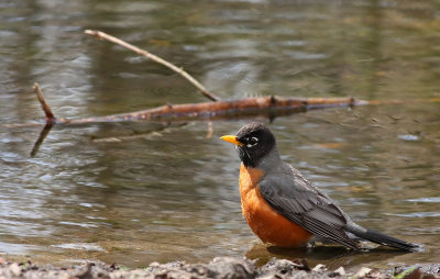 American Robin