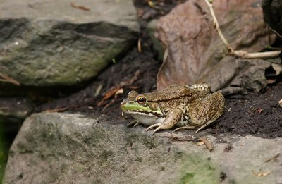 Green Frog