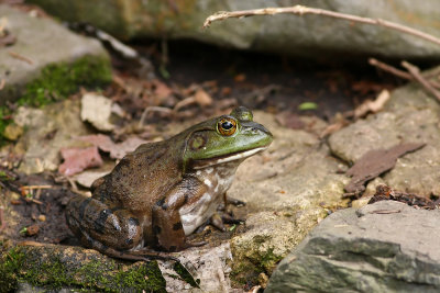 American Bullfrog