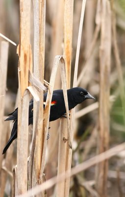 Red-winged Blackbird