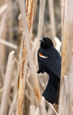 Red-winged Blackbird