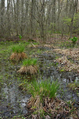 Tussock Sedge (Carex stricta)