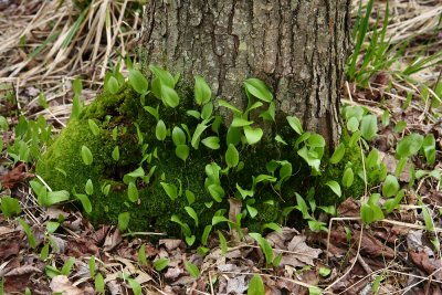 Mayflower (Maianthemum canadense)