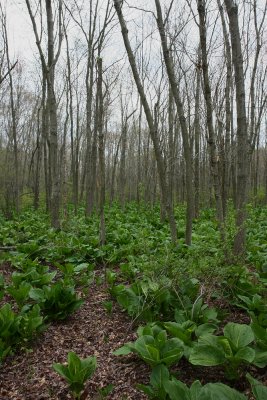 Skunk Cabbage (Symplocarpus foetidus)