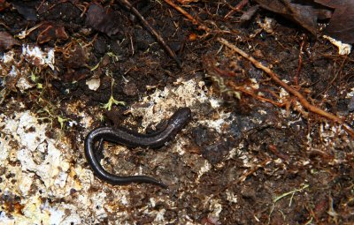 Red-backed Salamander