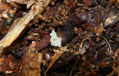 Slug with eggs.