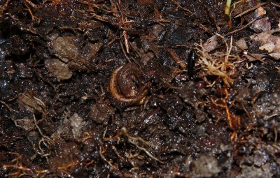 Red-backed Salamander