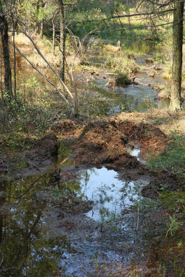 Off-roading damage to a sensitive bog community