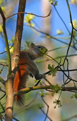 Red Squirrel