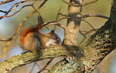 Red Squirrel