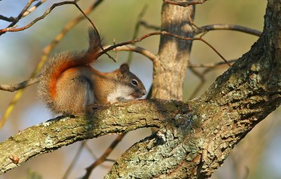 Red Squirrel