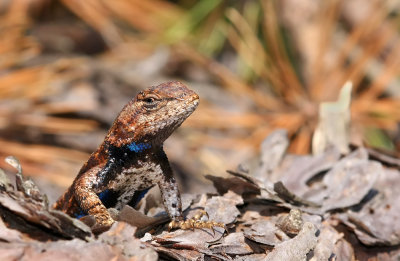 Northern Fence Lizard