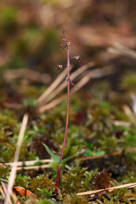 Southern Twayblade Orchid (Listera australis)