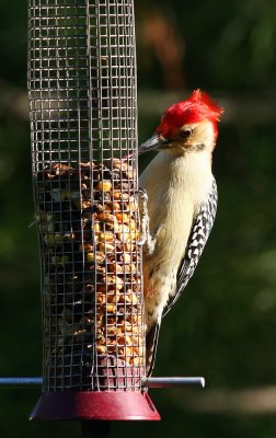 Red-bellied Woodpecker